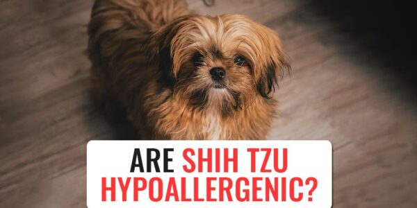 Are Shih Tzus hypoallergenic