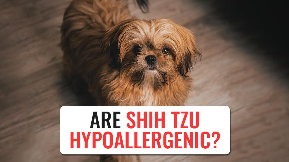 Are Shih Tzus hypoallergenic