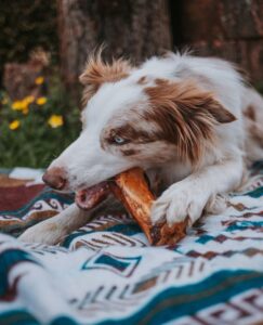 Can Dogs Eat Pork Bones