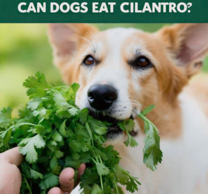 Can Dogs Eat Cilantro