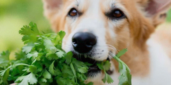 Can Dogs Eat Cilantro