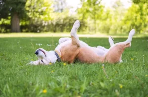 Grass Allergies in Dogs