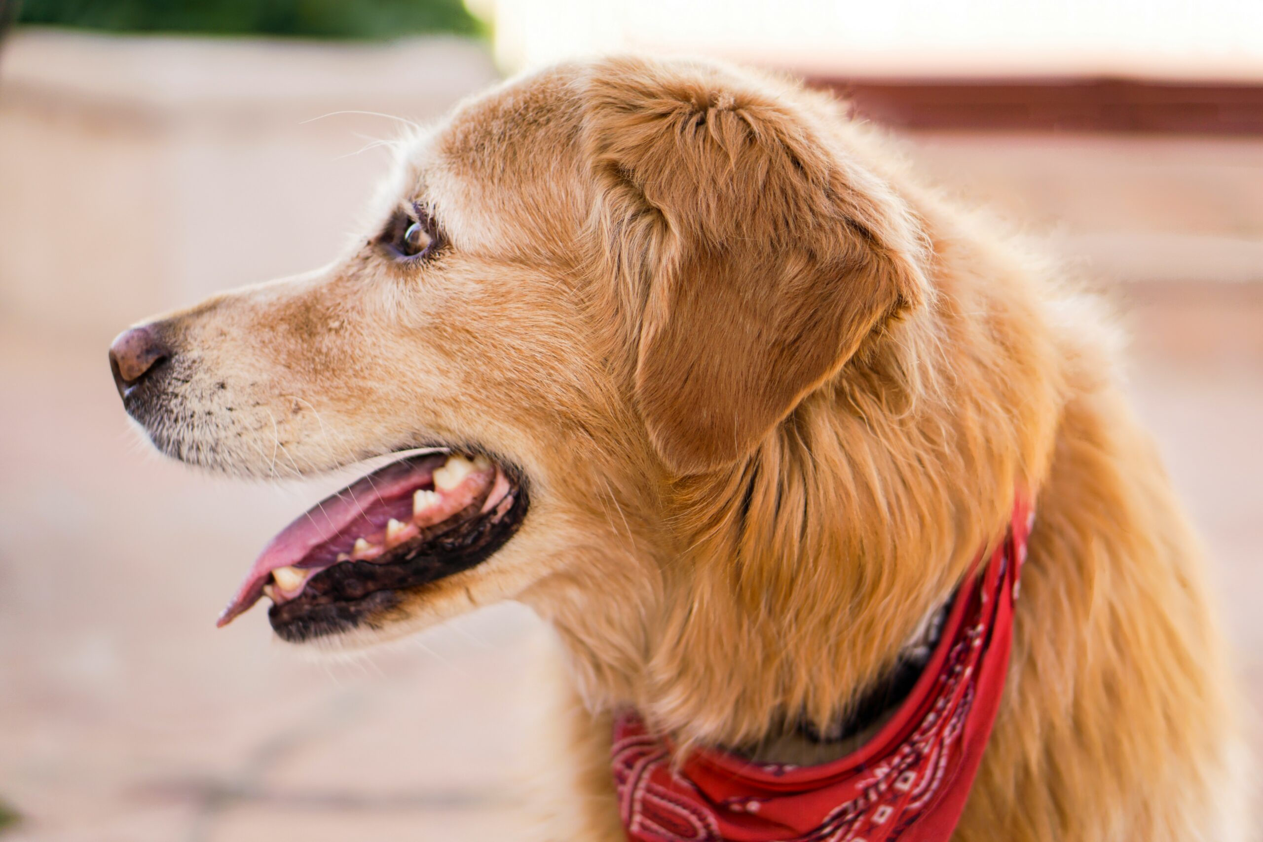 How Long Do Golden Retrievers Live?