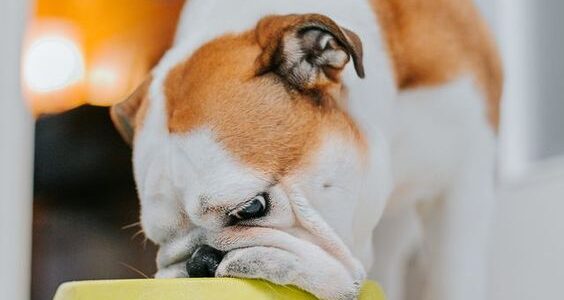 Can Dogs Eat Okra?