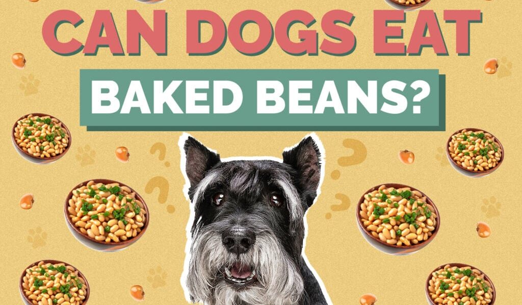 Can Dogs eat Baked Beans