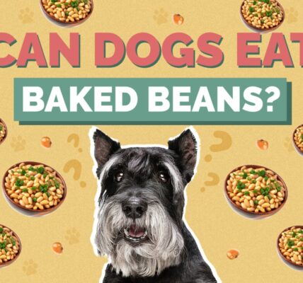 Can Dogs eat Baked Beans