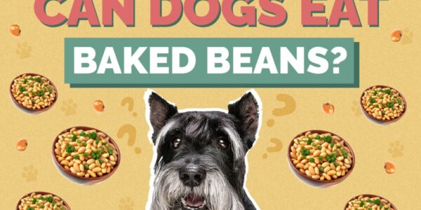 Can Dogs eat Baked Beans