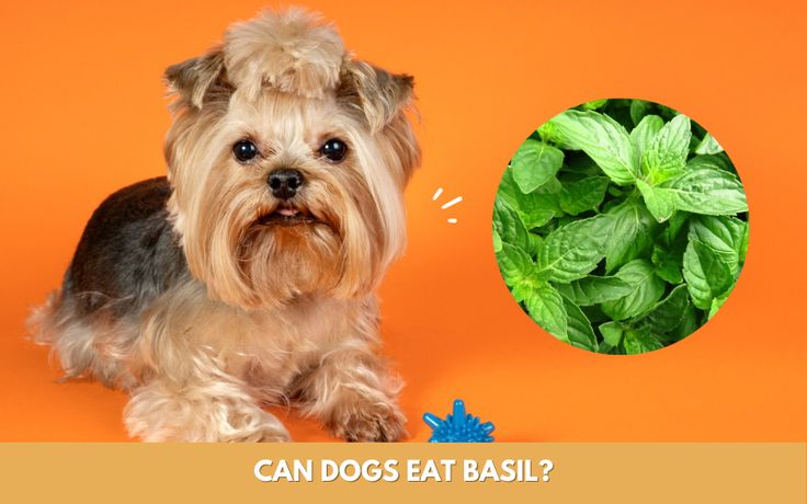 can dogs eat basil