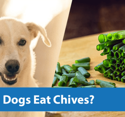 Can Dogs Eat Chives