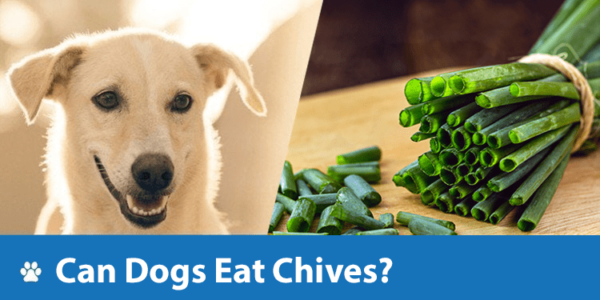 Can Dogs Eat Chives