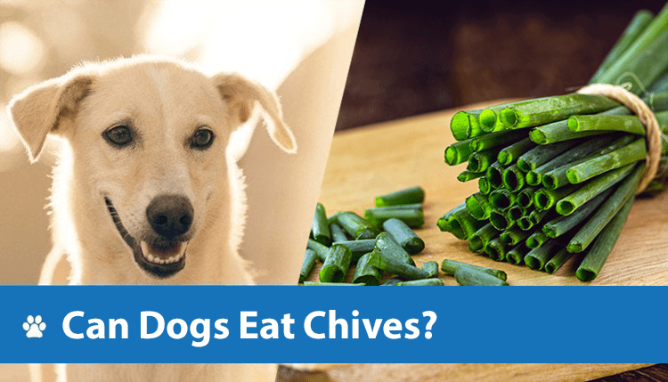 Can Dogs Eat Chives