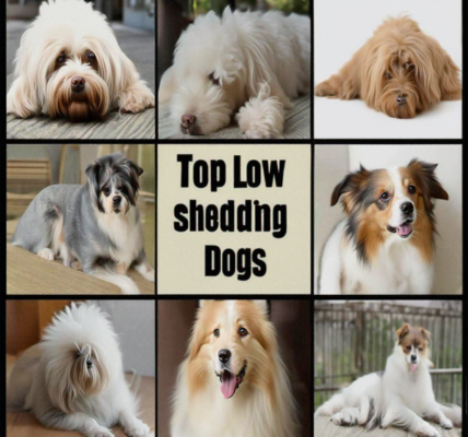 Low Shedding dogs