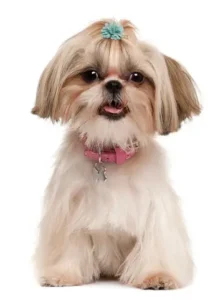 Are Shih Tzus hypoallergenic