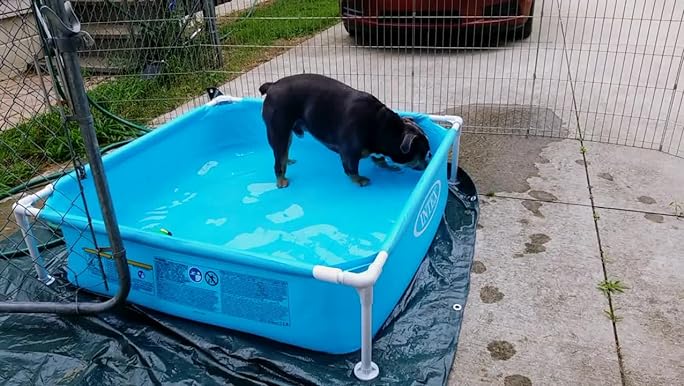 Can Dogs Use Inflatable Swimming Pools