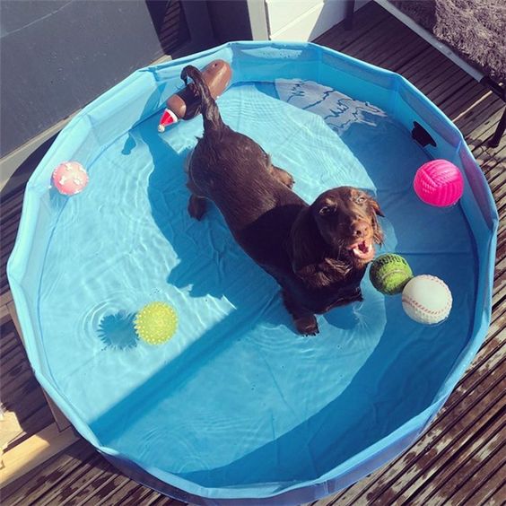 Can Dogs Use Inflatable Swimming Pools