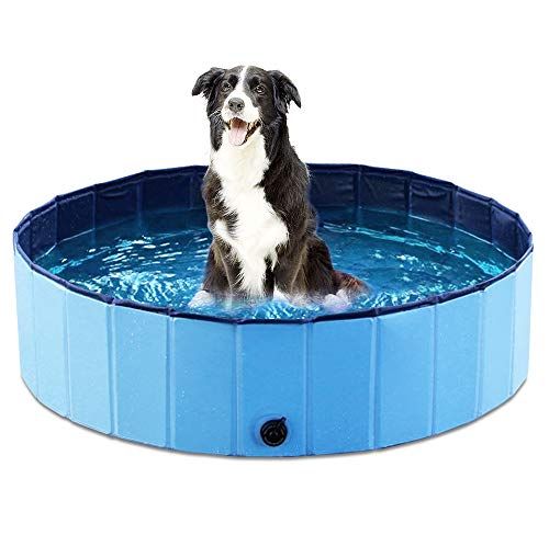 Can Dogs Use Inflatable Swimming Pools