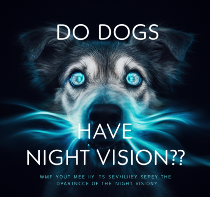 Do Dogs Have Night Vision?