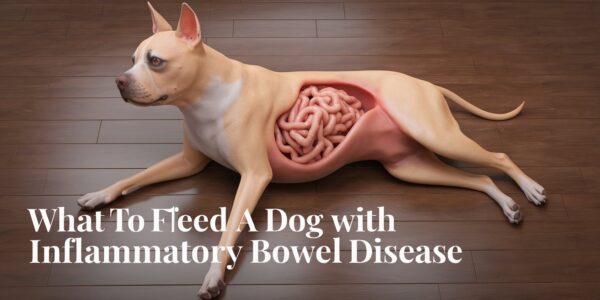 What To Feed A Dog With Inflammatory Bowel Disease