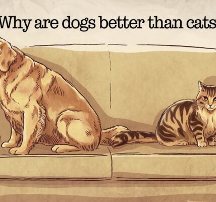 Why Are Dogs Better Than Cats