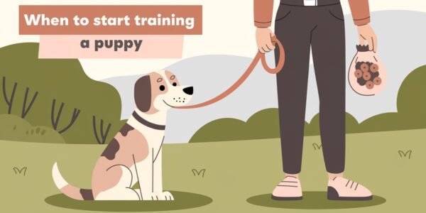 When to Start Training a Puppy