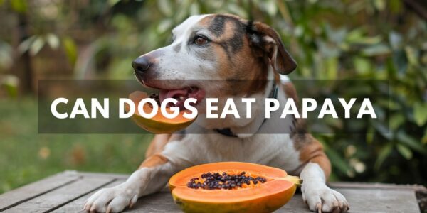 Can Dogs Eat Papaya