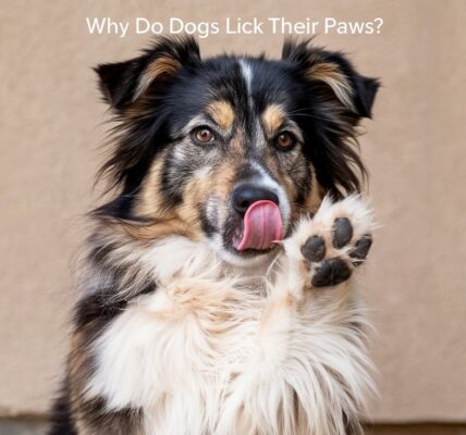 Why Do Dogs Lick Their Paws