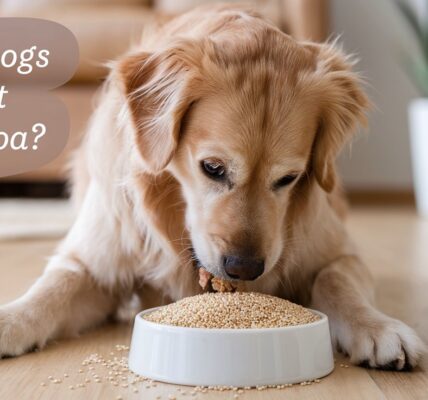 Can dogs eat quinoa