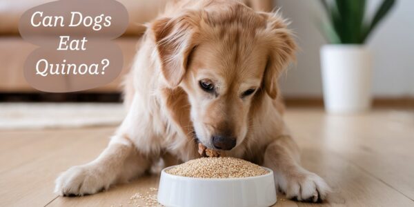 Can dogs eat quinoa