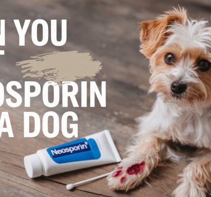 Can You Put Neosporin on a Dog