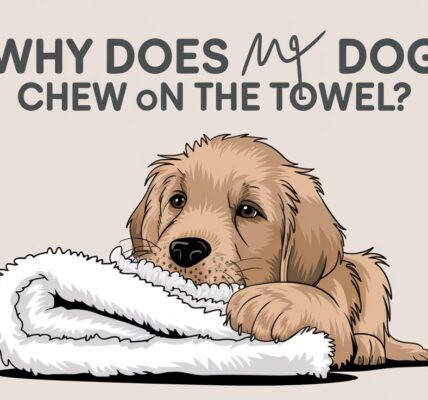 Why Does My Dog Chew on the Towel