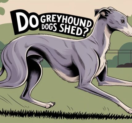 Do Greyhound Dogs Shed