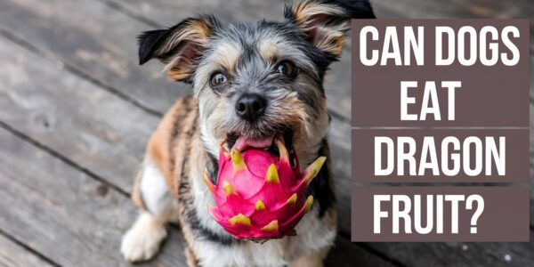 Can Dogs Eat Dragon Fruit