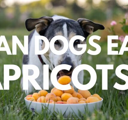 Can Dogs Eat Apricots?