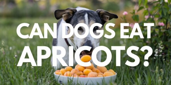 Can Dogs Eat Apricots?