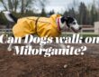 Can Dogs Walk on Milorganite