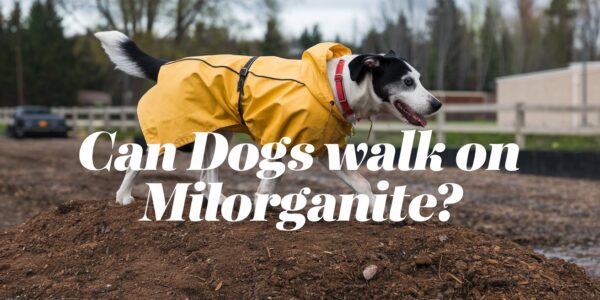 Can Dogs Walk on Milorganite