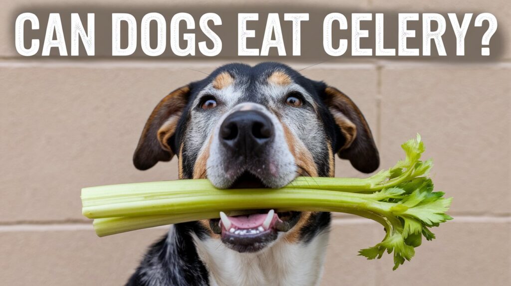 Can Dogs Eat Celery?