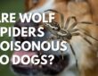 Are Wolf Spiders Poisonous To Dogs