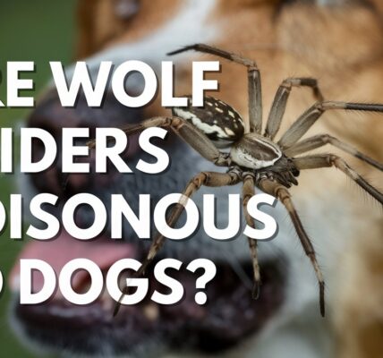 Are Wolf Spiders Poisonous To Dogs