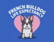 French Bulldog Life Expectancy