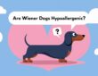 Are Wiener Dogs Hypoallergenic?